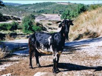 /album/ovejas-leonesas/cabra-leonesa-jpg1/